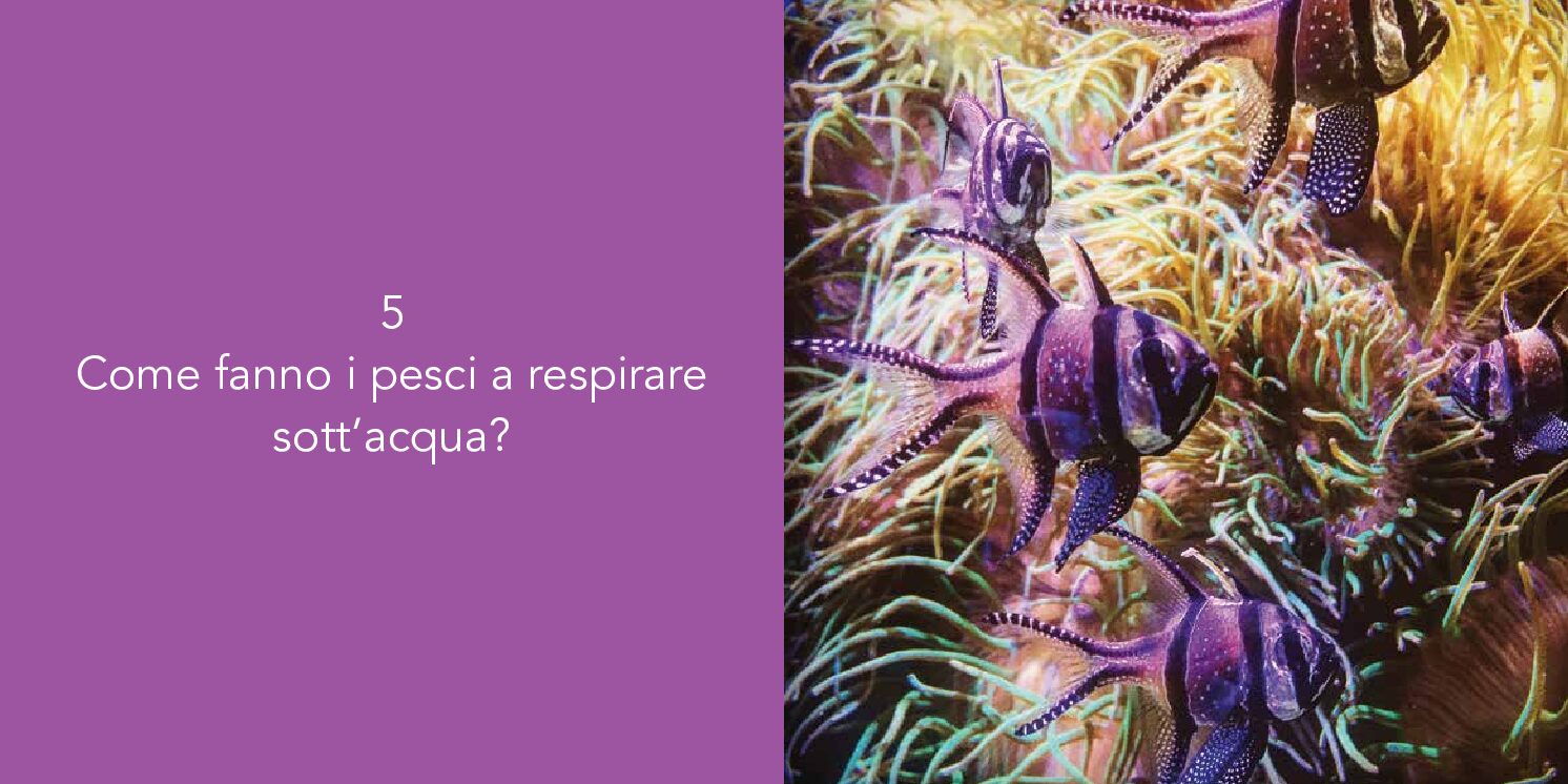 50 domande - immagine 3